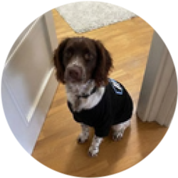Arbitrum Dog